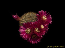 Sulcorebutia tiraquensis Form Julpe G223 2002